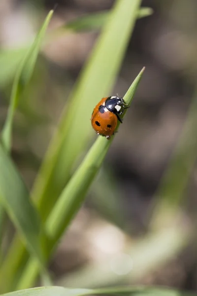 对大麦叶片瓢虫。加拿大艾伯塔省 — 图库照片