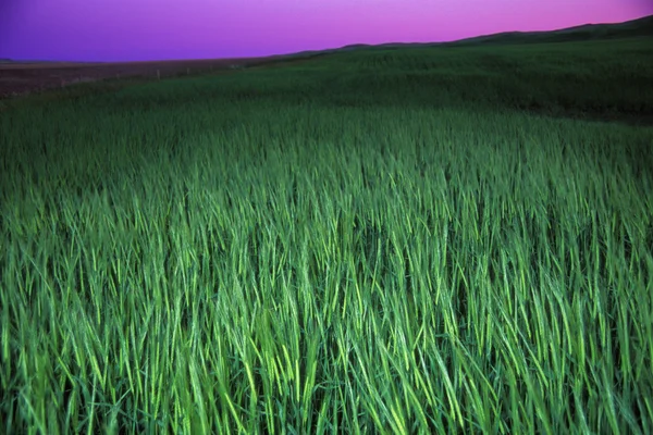 Närbild av grönt gräs i fältet — Stockfoto