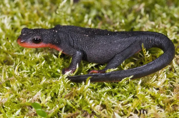 Newt de vientre rojo —  Fotos de Stock