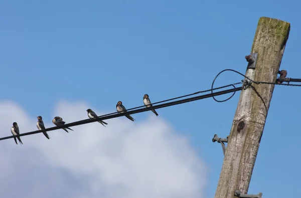 Птахи сидять електричним дротом — стокове фото
