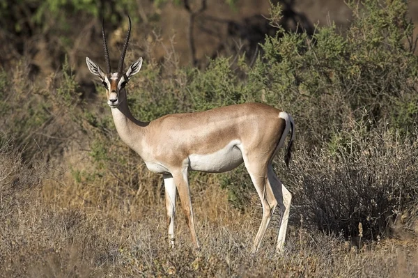 Reserva Nacional Samburu, Kenia, África —  Fotos de Stock