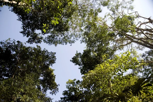 Treetops, Puerto Vallarta, Mexico – stockfoto