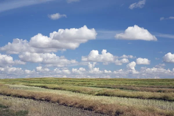 Kanola alan mavi gökyüzü ve bulutlar ile kesmek — Stok fotoğraf