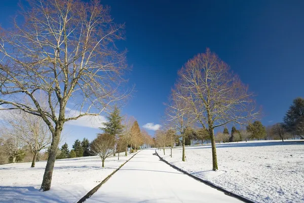 Arbres doublant une route enneigée — Photo