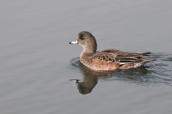 Amerikan wigeon hawrelak park havuz yüzme. — Stok fotoğraf