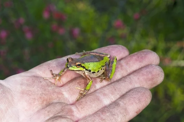 태평양 treefrog (pseudacris regilla)는 손으로 자리 잡고 — 스톡 사진