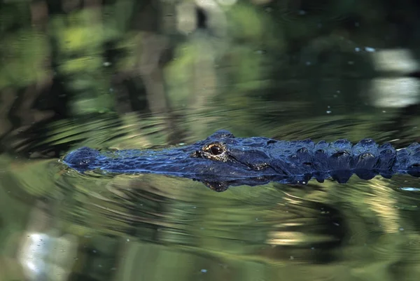 American Alligator Swimming — Stock Photo, Image