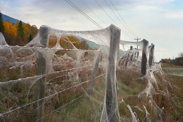 Spin webs op prikkeldraad hek — Stockfoto