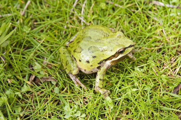 Ειρηνικού treefrog (Αγαπούλες Ρηγίλλης) συνεδρίαση για το γρασίδι — Φωτογραφία Αρχείου