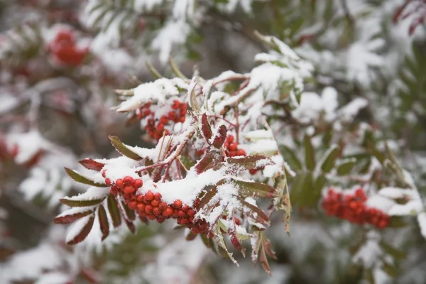 Nysnö på röda bär — Stockfoto