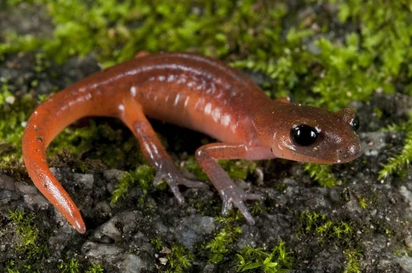 苔むした岩の上に腰掛けてモントレー ensatina — ストック写真