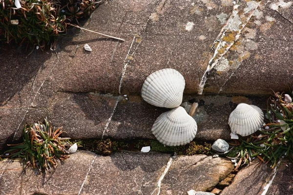 Skořápky škeblí na skále — Stock fotografie