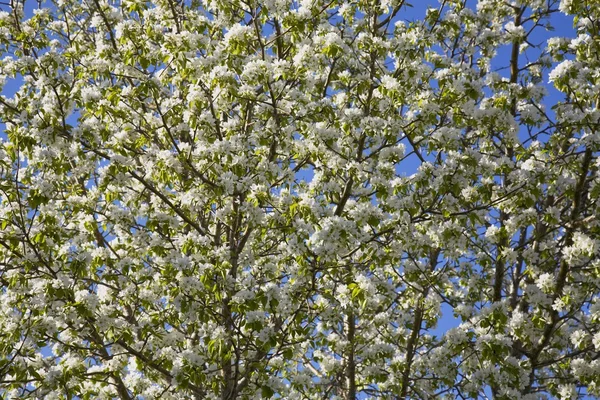 Blommande träd — Stockfoto