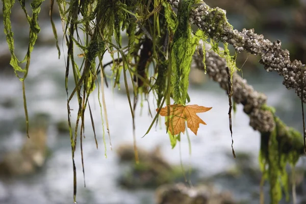 Feuille d'érable suspendue à la branche d'arbre — Photo