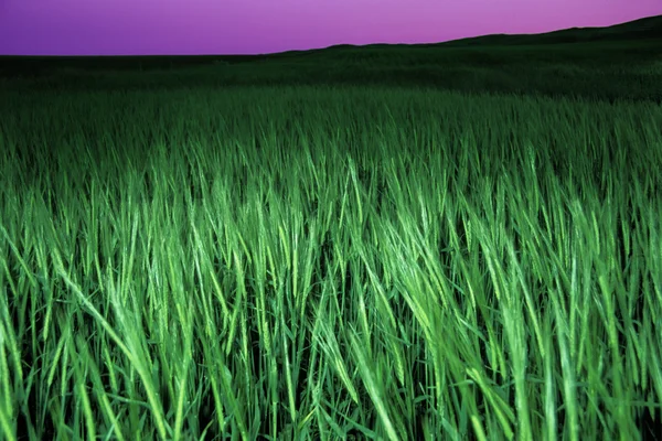 Primer plano de hierba verde en el campo —  Fotos de Stock