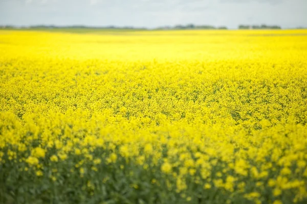 Campo de canola — Foto de Stock