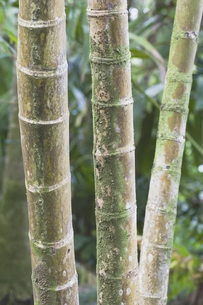 Scorte di bambù — Foto Stock