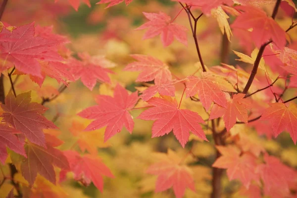 Hojas de otoño —  Fotos de Stock