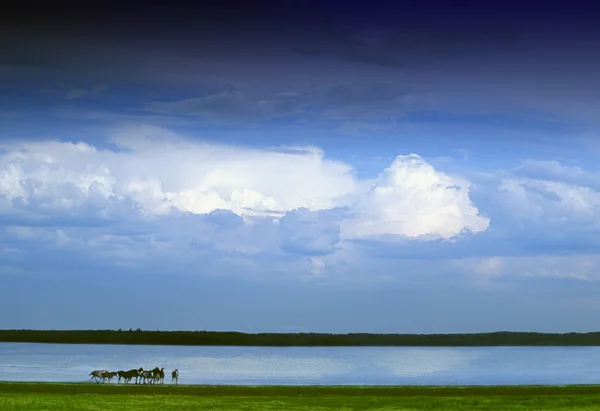 Horses By Lake On Overcast Day — Stock Photo, Image