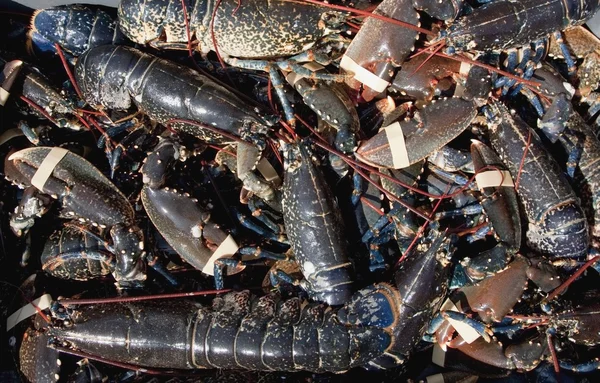 Pile Of Lobsters, Burnmouth, Scottish Borders, Scozia — Foto Stock