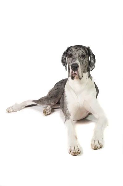 Great Dane Dog — Stock Photo, Image