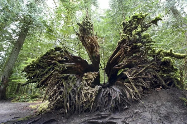 Upturned viejo crecimiento Douglas-abeto tronco de árbol — Foto de Stock