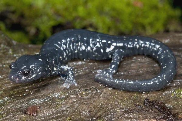 Gespikkelde zwarte salamander zittend op een mossy logboek — Stockfoto