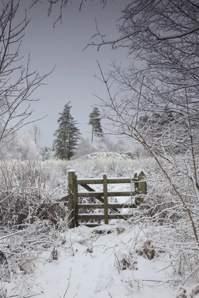 Paysage d'hiver avec des arbres et une clôture en bois — Photo