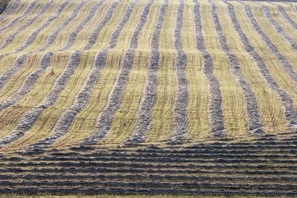 Oogst lijnen in gesneden veld, alberta, canada — Stockfoto