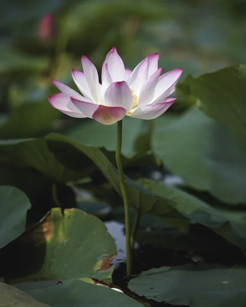 Crocus — Stock Photo, Image