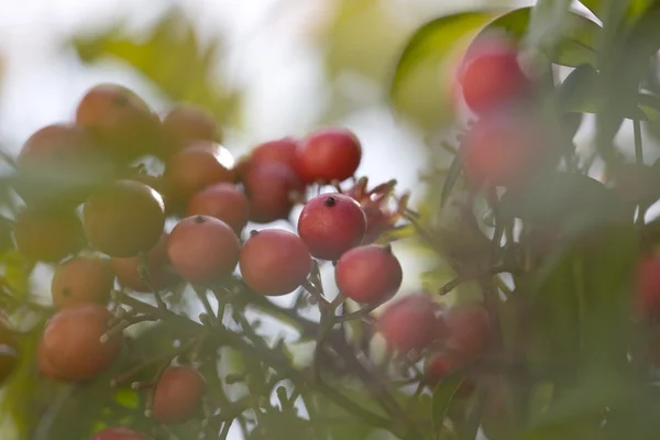 붉은 열매의 근접 사진 — 스톡 사진