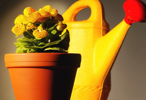 Blumentopf und Gießkanne — Stockfoto