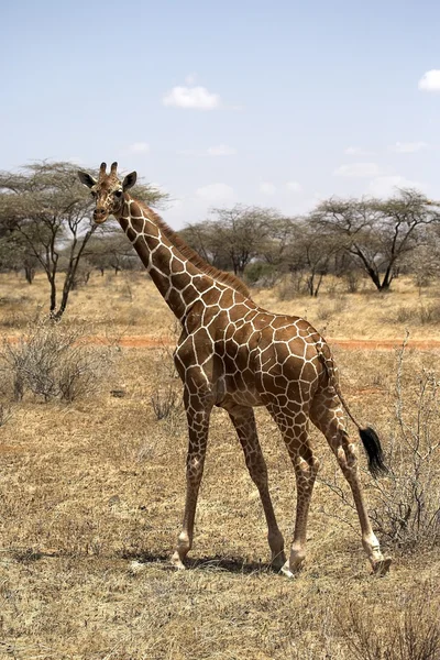 Jirafa Reserva Nacional Samburu, Kenia, África — Foto de Stock