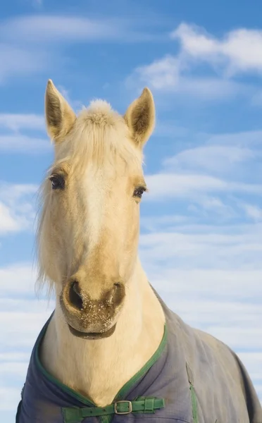 Caballo blanco — Foto de Stock