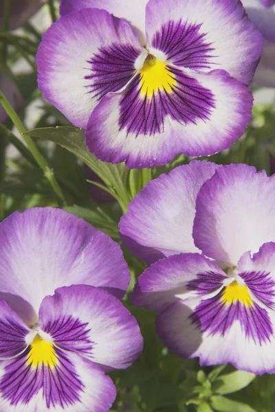 Close Up Of Pansies — Stock Photo, Image