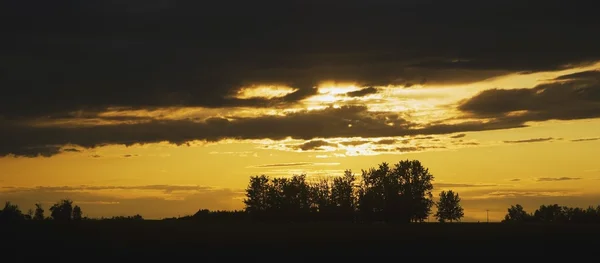 Silhouet van bomen onder een zonsondergang — Stockfoto