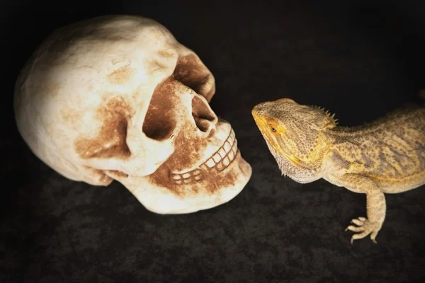 Lizard Looking At A Human Skull — Stock Photo, Image