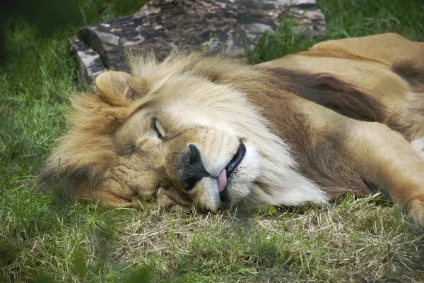 Schlafender Löwe (Panthera leo)) — Stockfoto
