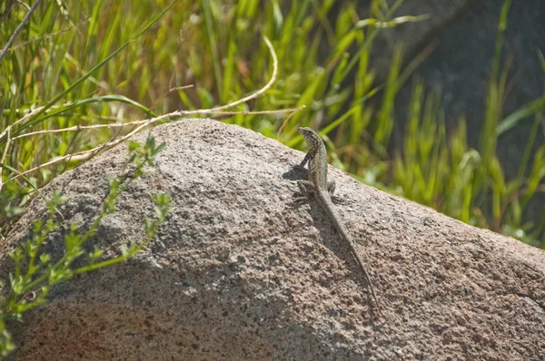 边斑点蜥蜴在一块巨石上晒太阳 — 图库照片