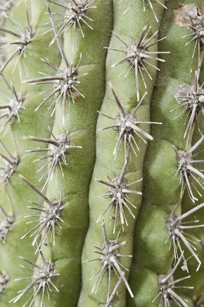 A dél-kaliforniai ültetett Dísznövény kaktusz. — Stock Fotó