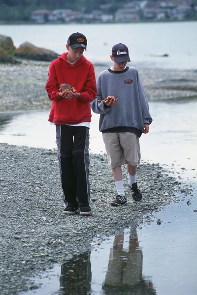 Dois meninos coletando conchas na praia — Fotografia de Stock