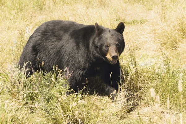 A Black Bear — Stock Photo, Image