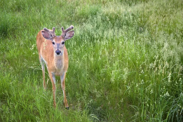 Vitsvanshjort i grönt gräs — Stockfoto