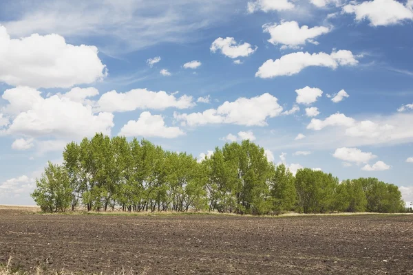 Fila de árboles en el campo — Foto de Stock