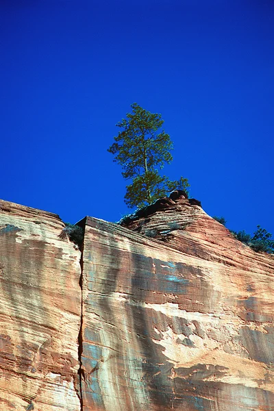 Arbre sur falaise — Photo