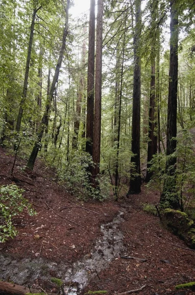 Florestas costeiras de Redwood do Condado de Santa Cruz, Califórnia, EUA — Fotografia de Stock