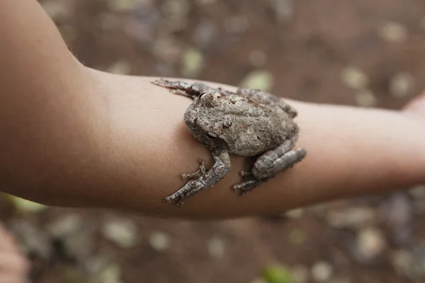 Βάτραχος που κάθεται στο χέρι ενός ατόμου. μάνικα, Μοζαμβίκη, Αφρική — Φωτογραφία Αρχείου