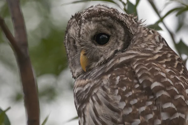 Coruja Barrada Juvenil (Strix Varia ) — Fotografia de Stock