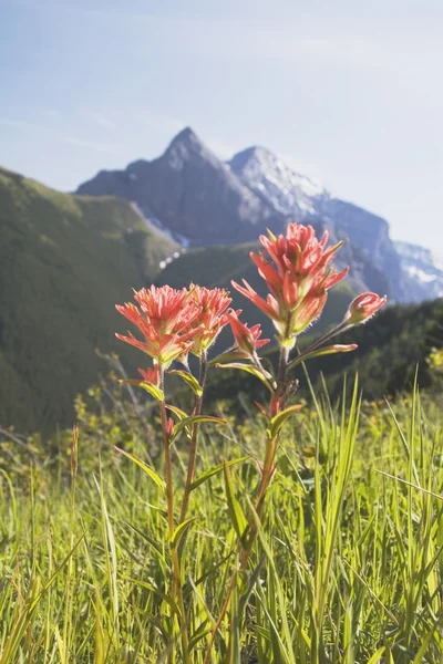 Indian Paintbrush In A Mountain Meadow — Stock Photo, Image