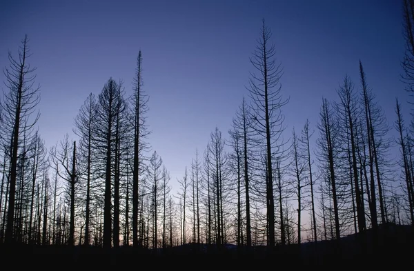 Brända träd i skymningen, yellowstone national park, wyoming, usa — Stockfoto